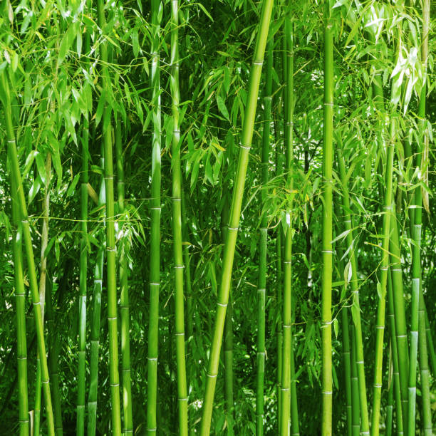 bamboo plant